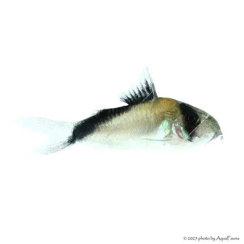 Corydoras melini