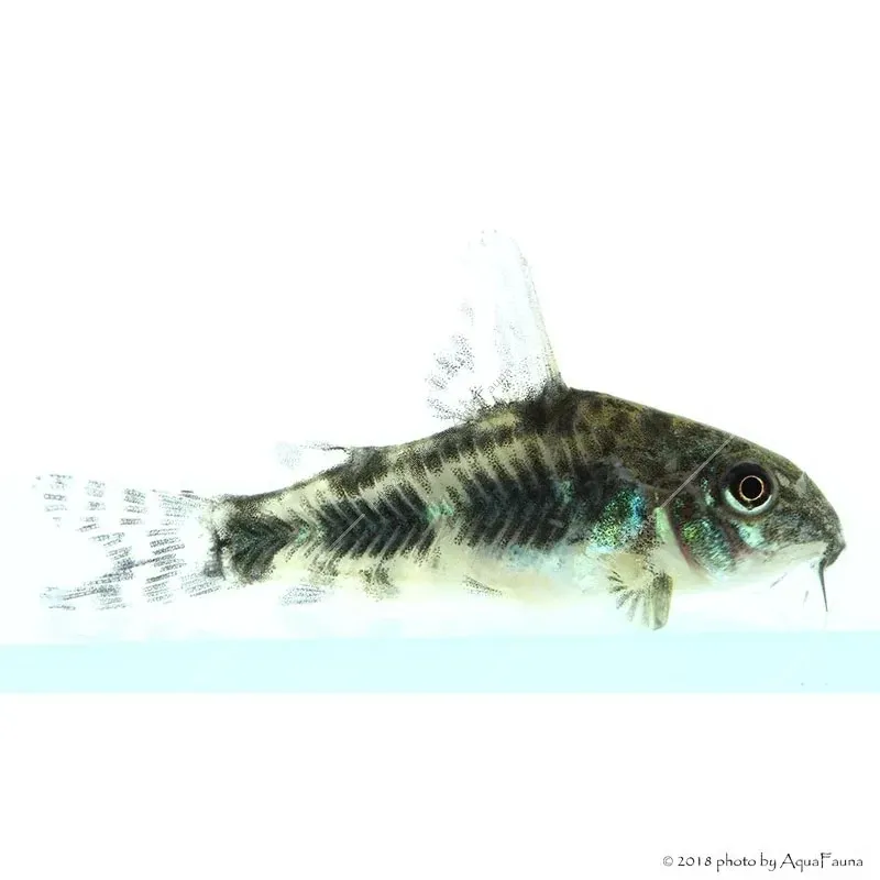 Corydoras paleatus - Foltos páncélosharcsa