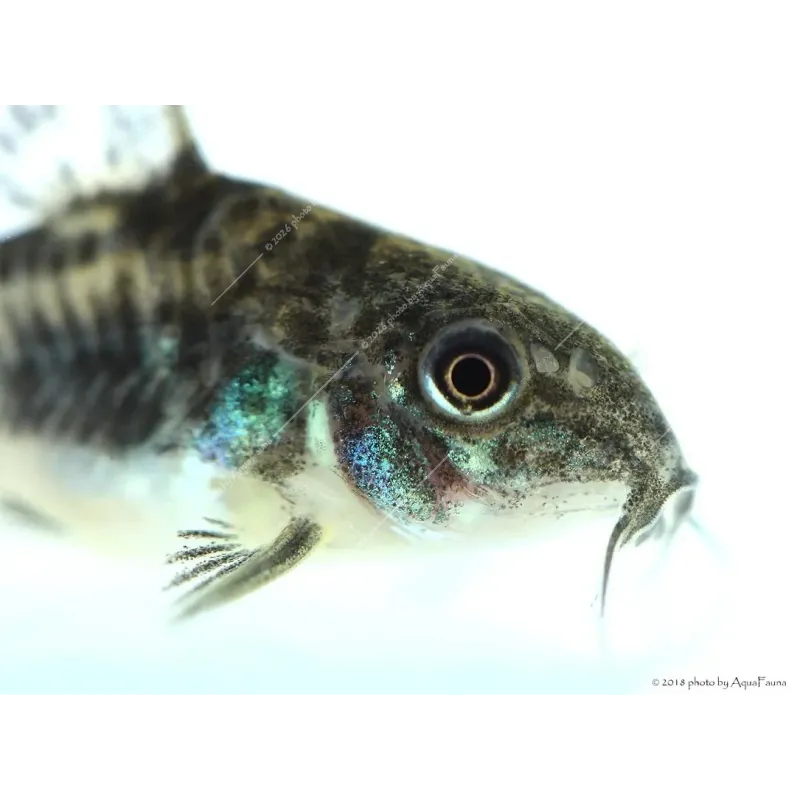 Corydoras paleatus - Foltos páncélosharcsa