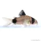 Corydoras panda