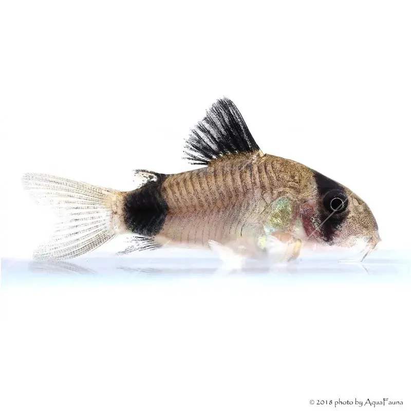 Corydoras panda