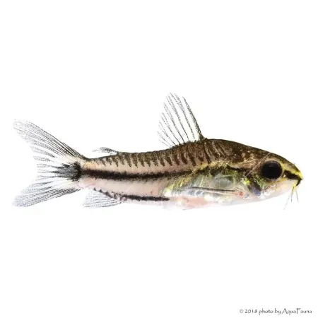 Corydoras pygmaeus