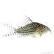 Corydoras sterbai