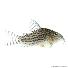 Corydoras sterbai