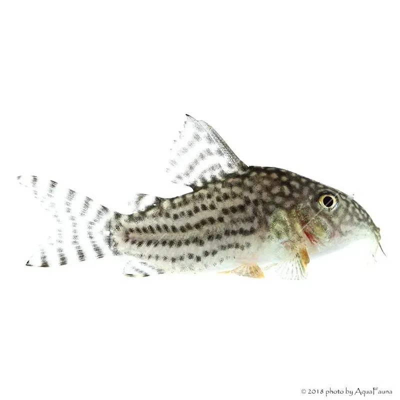 Corydoras sterbai