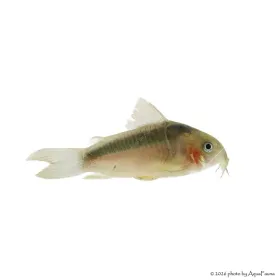 Corydoras zygatus