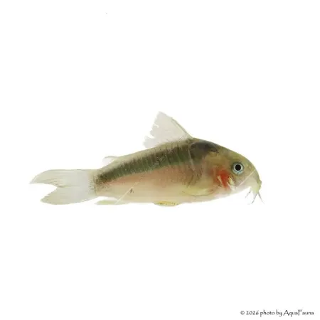 Corydoras zygatus