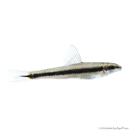 Crossocheilus siamensis (oblongus) - Sziámi algaevő (az igazi)