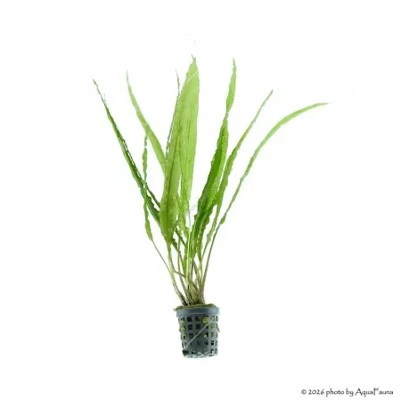 Cryptocoryne balansae