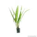 Cryptocoryne balansae