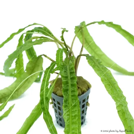 Cryptocoryne balansae
