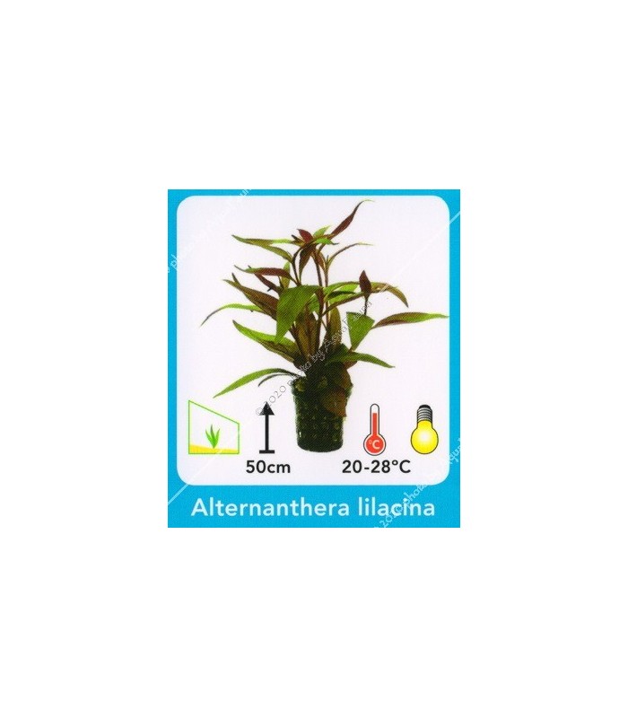 Alternanthera lilacina