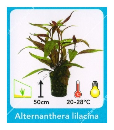 Alternanthera lilacina