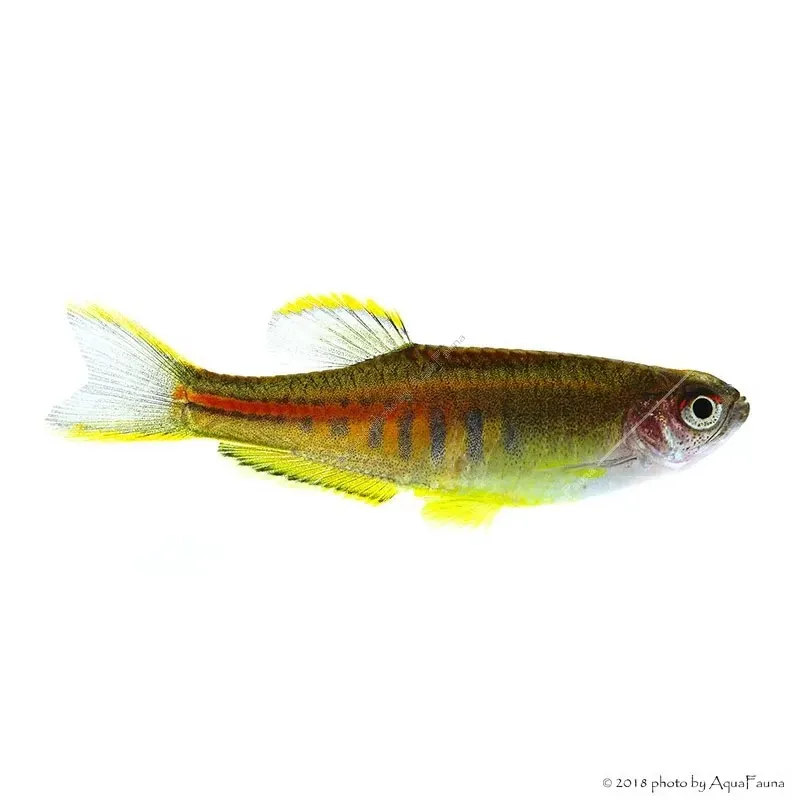 Danio choprae - Színpompás dánió