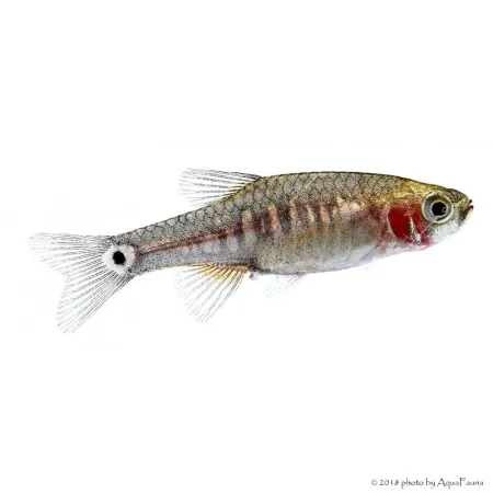 Danio erythromicron - Kéksávos törperazbóra
