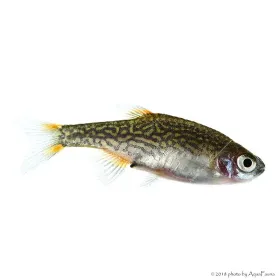 Danio margaritatus - Galaxy törpe razbóra (Gyöngy dánió)