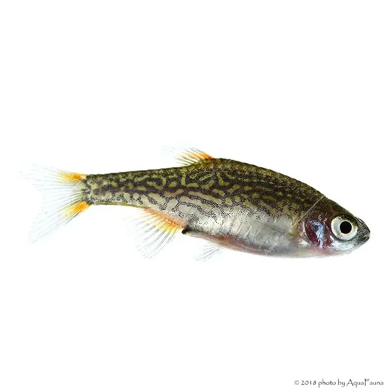 Danio margaritatus - Galaxy törpe razbóra (Gyöngy dánió)