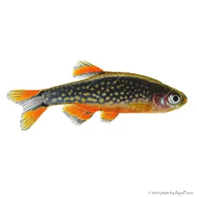 Danio margaritatus - Galaxy törpe razbóra (Gyöngy dánió)