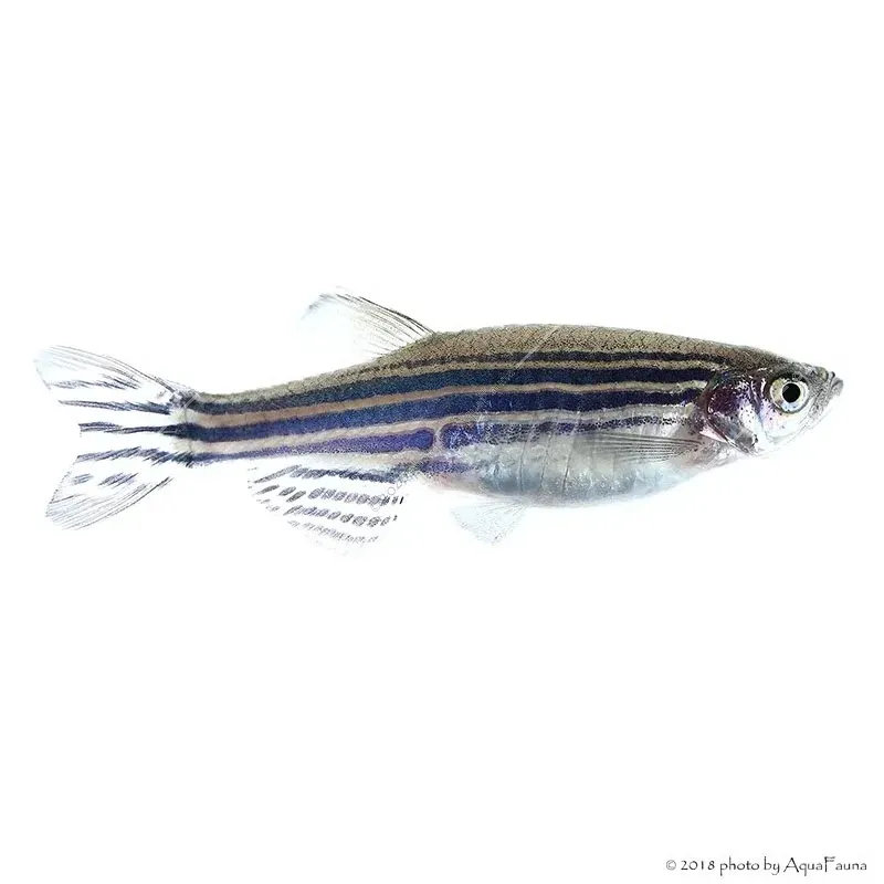 Danio rerio - Zebradánió