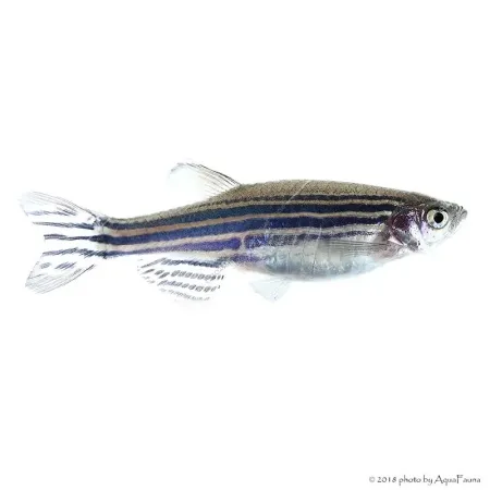 Danio rerio - Zebradánió
