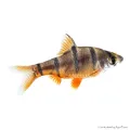 Desmopuntius pentazona - Ötcsíkos márna