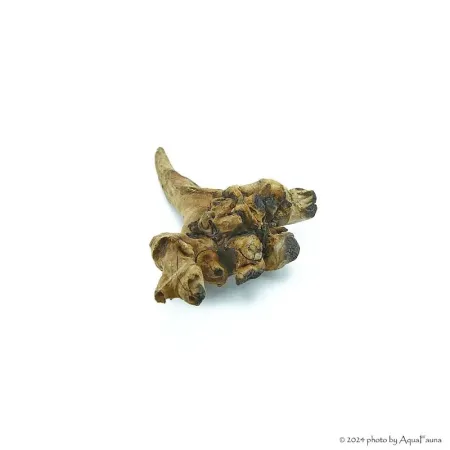 Driftwood dekorfa - small / db (10-15 cm)