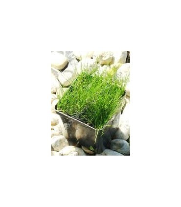 Eleocharis acicularis