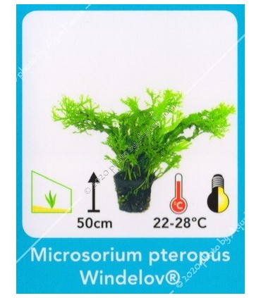 Microsorium pteropus windelov