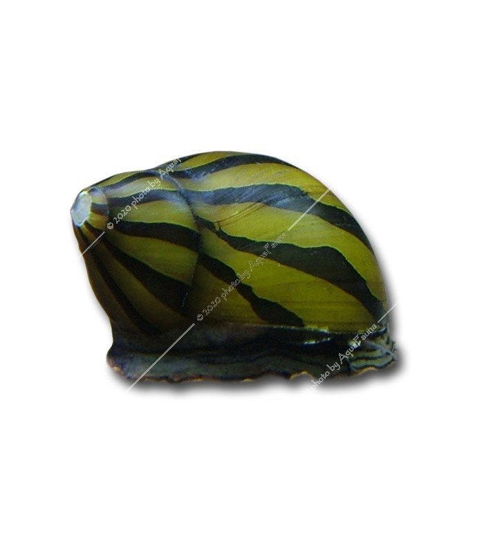 Neritina natalensis sp. zebra - Zebra csiga