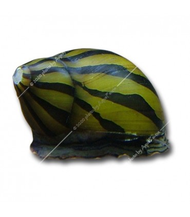 Neritina natalensis sp. zebra - Zebra csiga