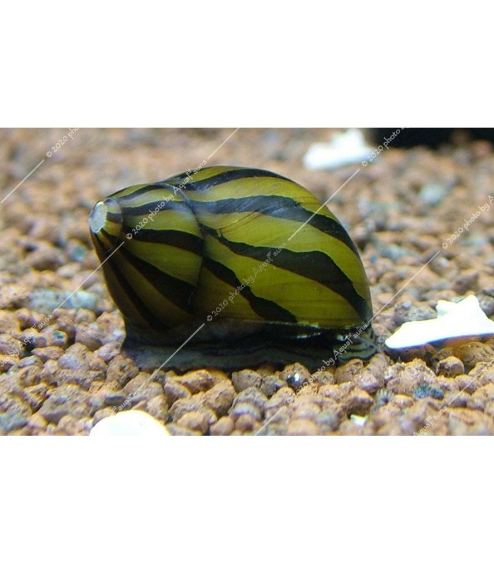 Neritina natalensis sp. zebra - Zebra csiga