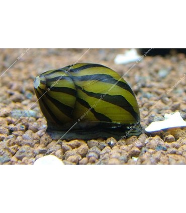 Neritina natalensis sp. zebra - Zebra csiga