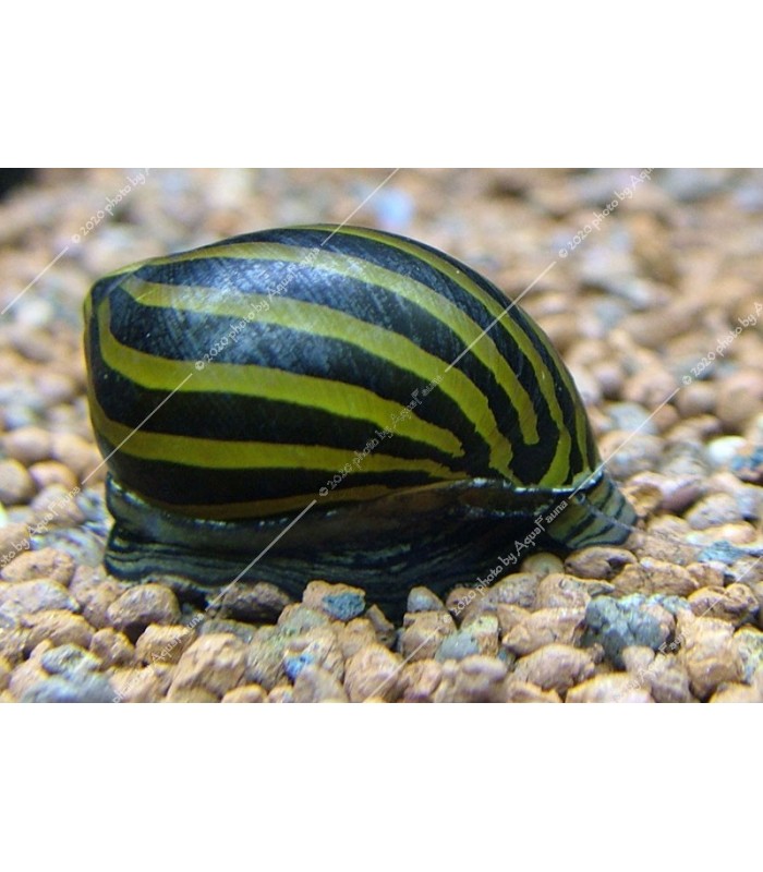 Neritina natalensis sp. zebra - Zebra csiga