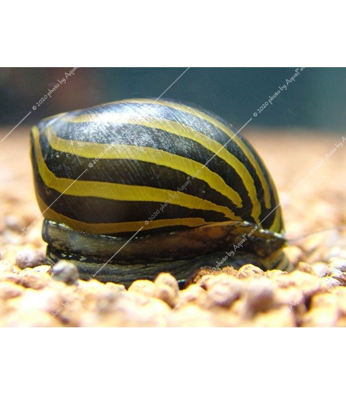 Neritina natalensis sp. zebra - Zebra csiga