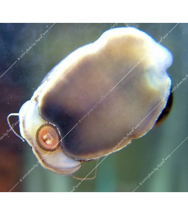 Neritina natalensis sp. zebra - Zebra csiga