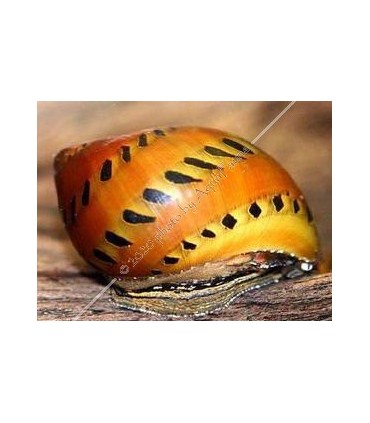 Vittina semiconica - Hagymacsiga