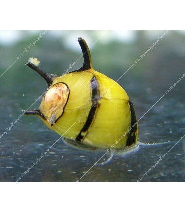 Clithon corona - Süncsiga