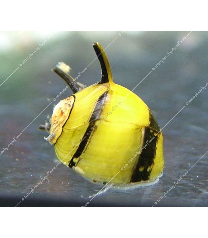 Clithon corona - Süncsiga