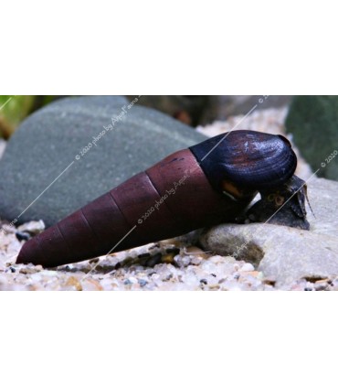 Faunus ater - Lávacsiga