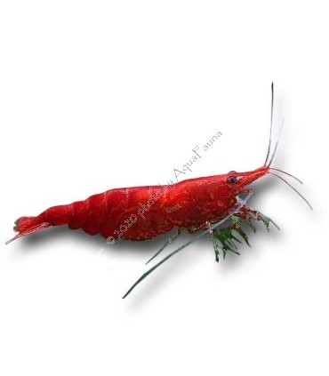 Neocaridina davidi (heteropoda) var. Red Sakura - Red Sakura garnéla