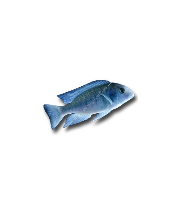 Cyrtocara moorii - Delfinsügér