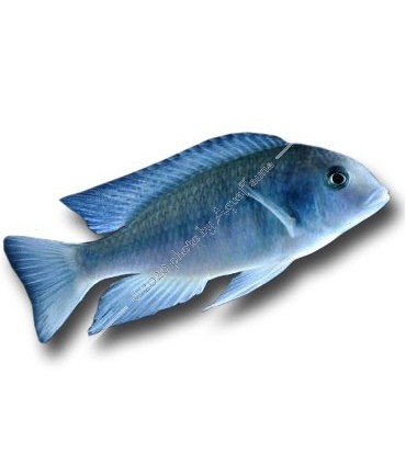 Cyrtocara moorii - Delfinsügér