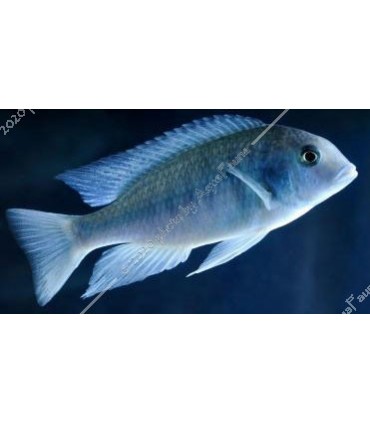 Cyrtocara moorii - Delfinsügér