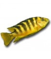 Pseudotropheus crabro - Kaméleon sügér
