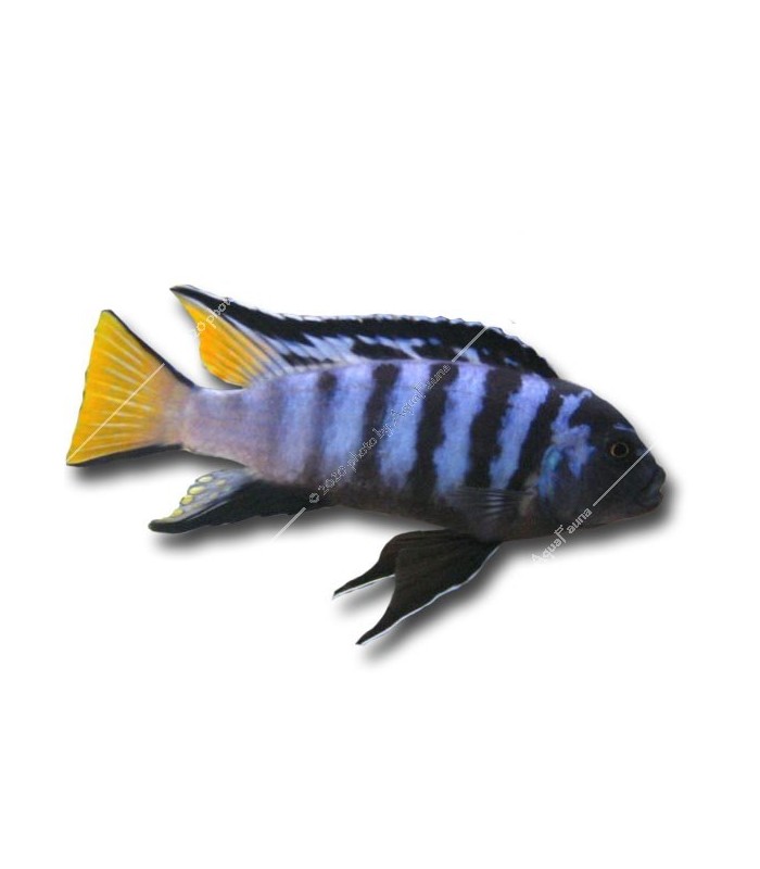 Pseudotropheus elongatus mpanga