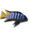 Pseudotropheus elongatus mpanga