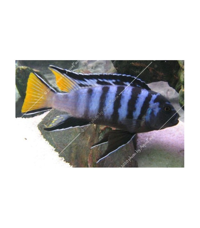 Pseudotropheus elongatus mpanga