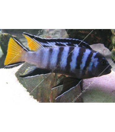 Pseudotropheus elongatus mpanga