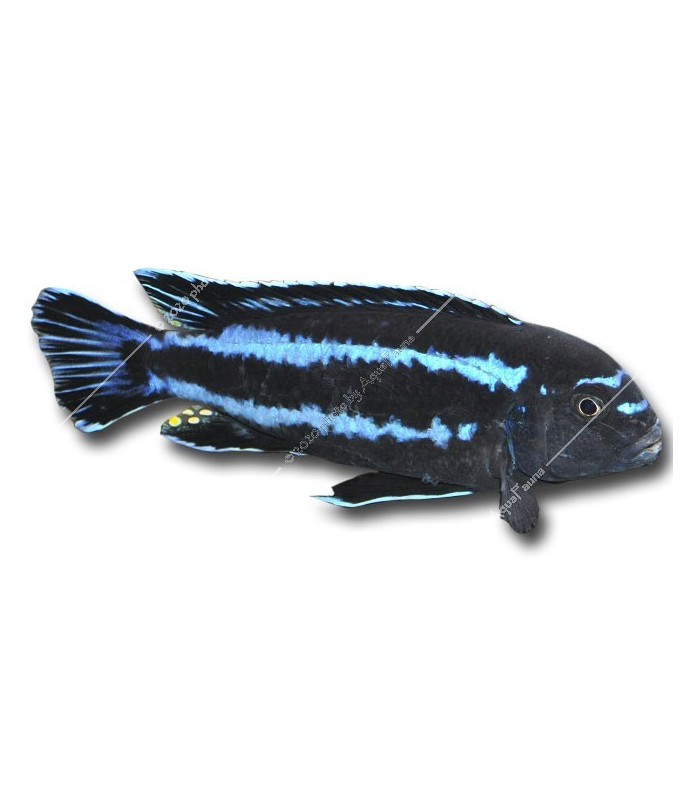 Pseudotropheus johannii - Indigó sügér