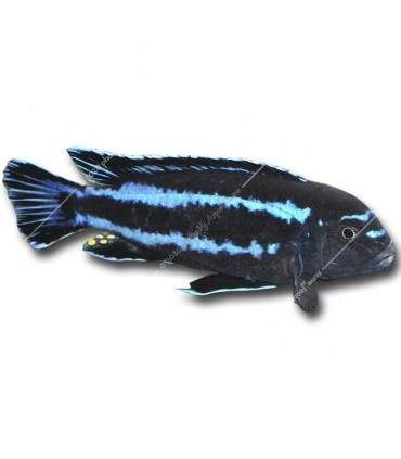 Pseudotropheus johannii - Indigó sügér